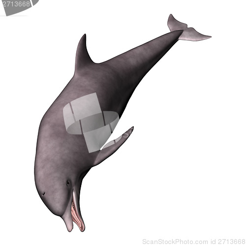 Image of Dolphin on White