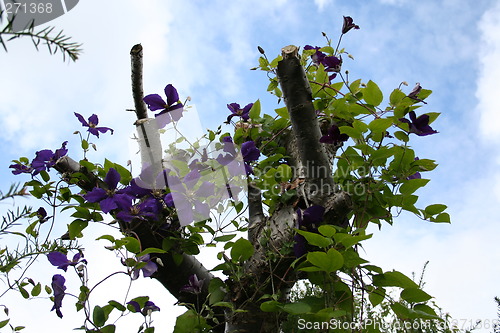 Image of Clematis Jackmanii