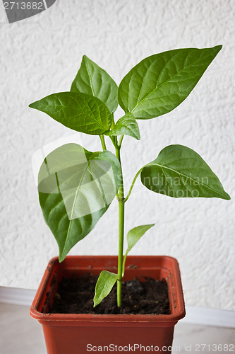 Image of Young plant peppers. Seedling in a pot