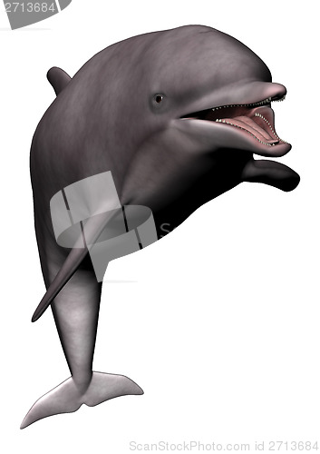 Image of Smiling Dolphin