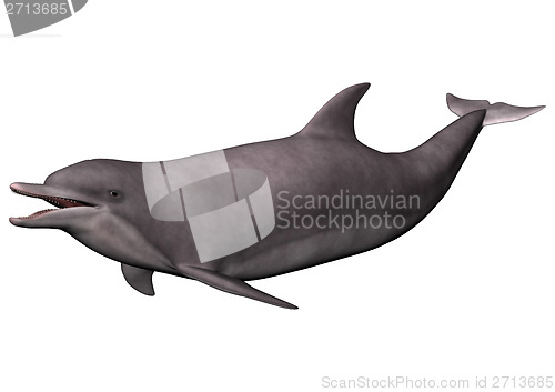 Image of Dolphin on White