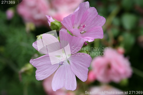 Image of Summer flower