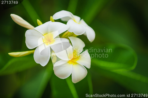 Image of Beautiful white flowers of Plumeria (Frangipani) on green foliag