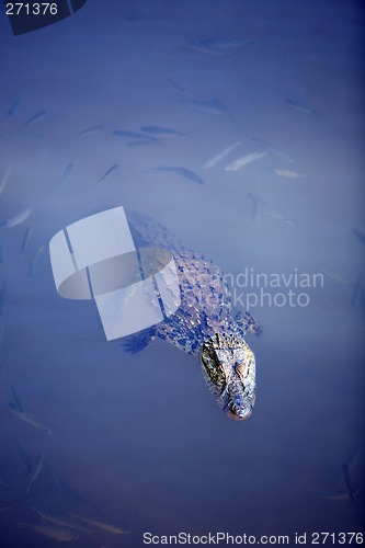 Image of Crocodile floating