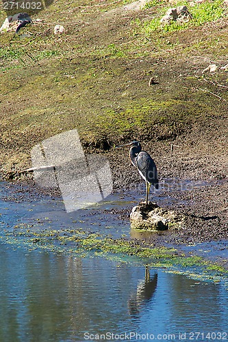 Image of Tricolored Heron at water edge