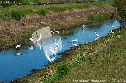 Image of White herons at canal