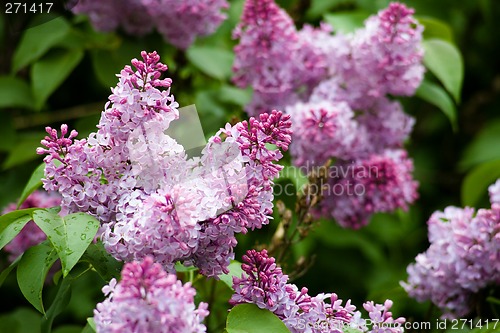 Image of Lilac