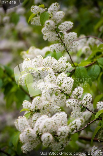 Image of Flowering bird cherry.