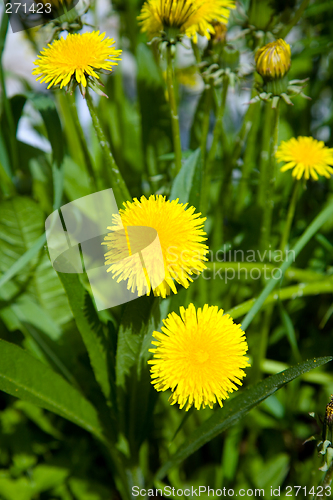 Image of Flowering dandelion