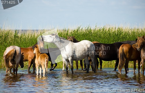 Image of Horses on the watering.