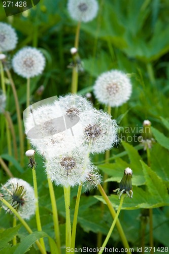 Image of Dandelions.