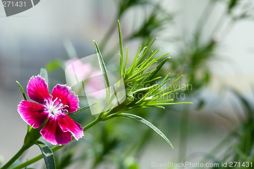 Image of Carnation