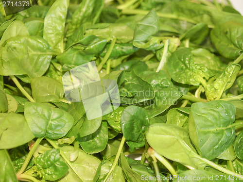 Image of Spinach leaves