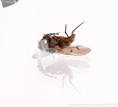 Image of Dead housefly