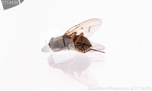 Image of Dead housefly