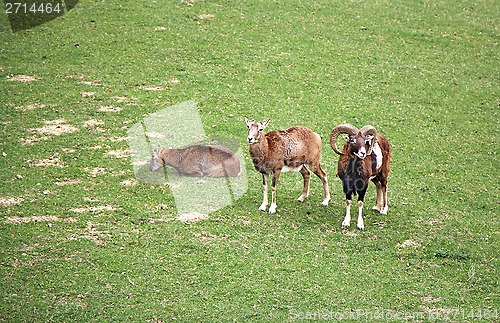 Image of  Three capricorns