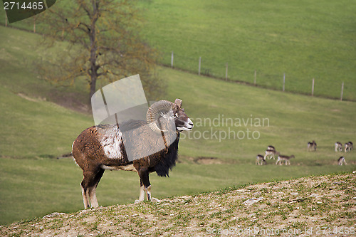Image of Young capricorn