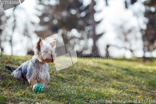 Image of Cute small yorkshire terrier
