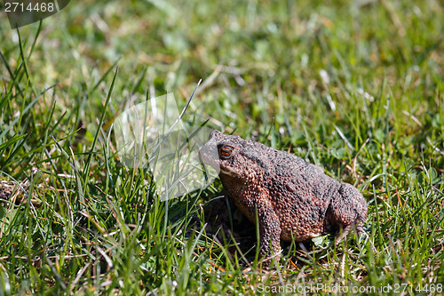 Image of brown toad in the garden