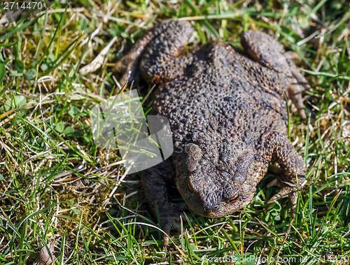 Image of brown toad in the garden