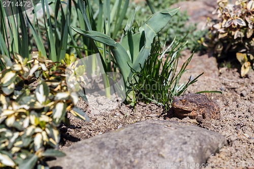 Image of brown toad in the garden