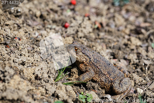 Image of brown toad in the garden