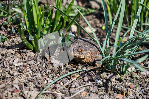 Image of brown toad in the garden