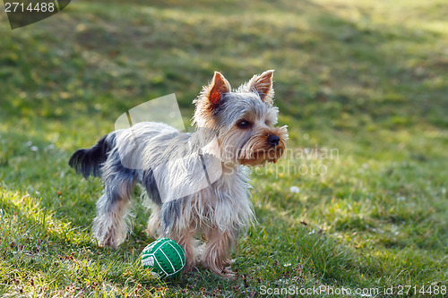 Image of Cute small yorkshire terrier