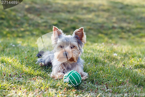 Image of Cute small yorkshire terrier