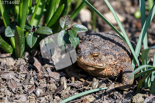 Image of brown toad in the garden