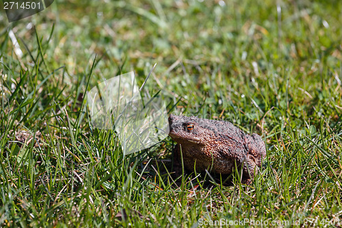 Image of brown toad in the garden