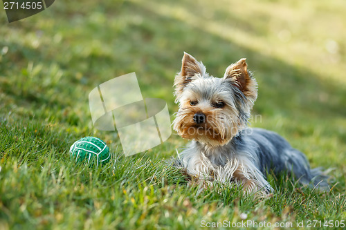 Image of Cute small yorkshire terrier