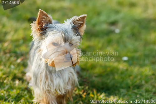 Image of Cute small yorkshire terrier