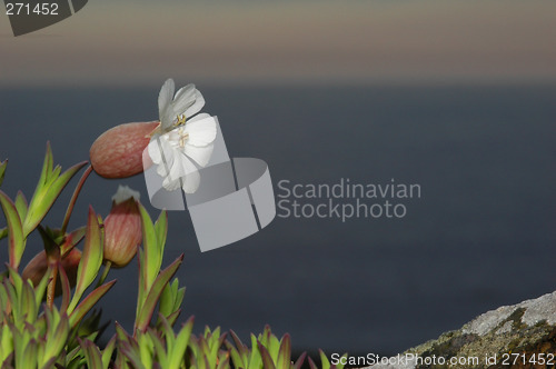 Image of Sea campion # 01
