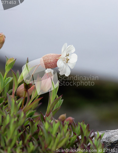 Image of Sea campion # 02