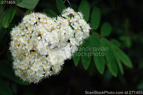 Image of Rowan, ( sorbus aucuparia)