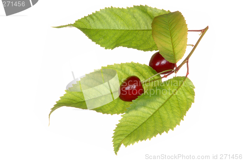 Image of Cherries