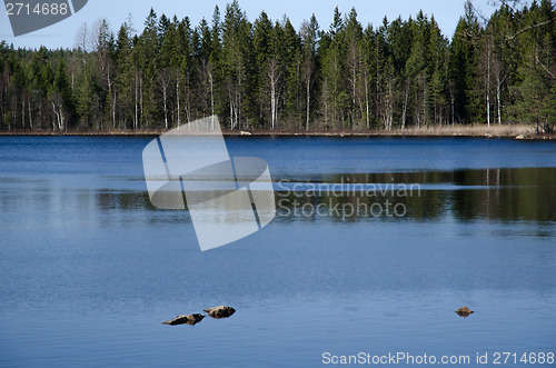 Image of Blue forest lake