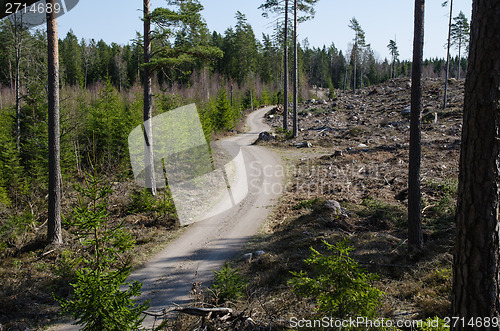 Image of Winding forest dirt road