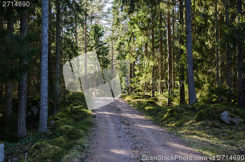 Image of Dirt road through a shiny forest