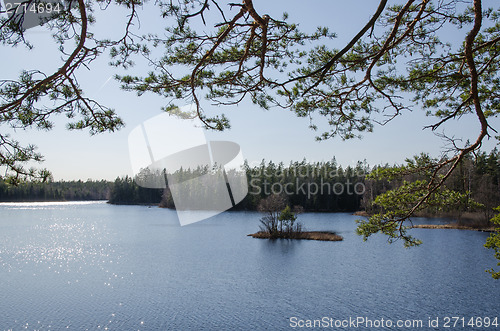 Image of Woodland lake view