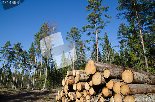 Image of Timber stack of whitewood