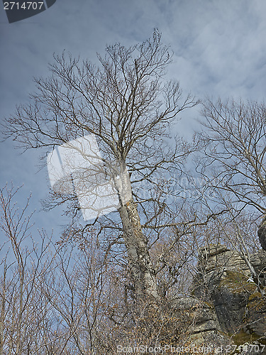 Image of tree and stones