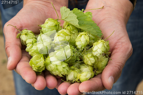 Image of Hop crop