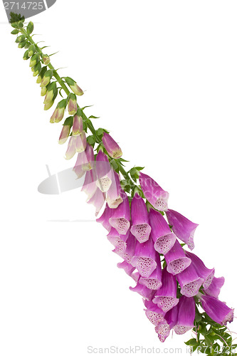 Image of Common foxglove