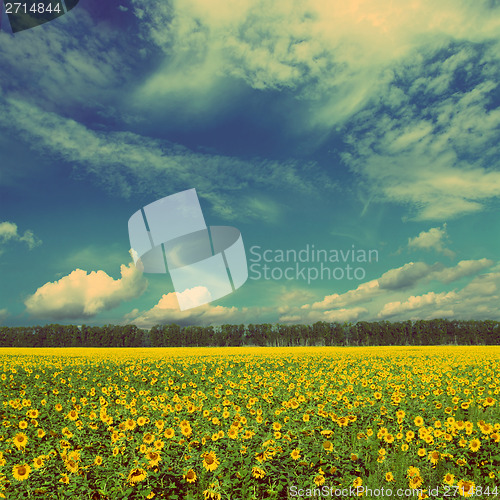 Image of sunflowers field landscape - vintage retro style