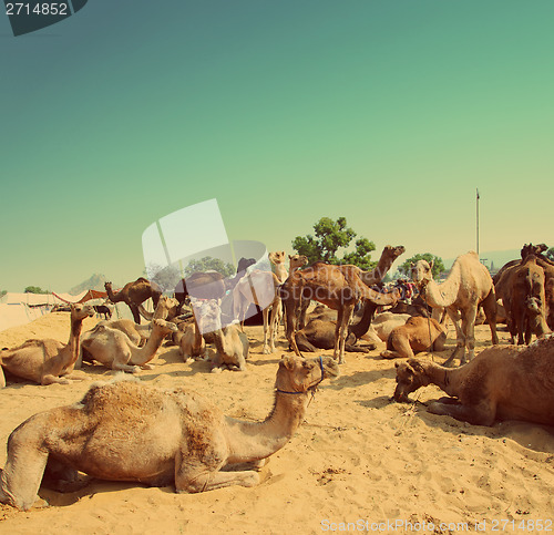 Image of Pushkar Camel Fair - vintage retro style