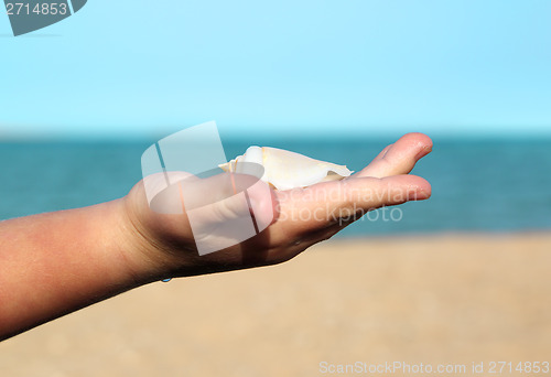 Image of shell in baby palm on sea background