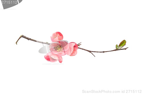 Image of  Japanese quince branch blossom isolated on white