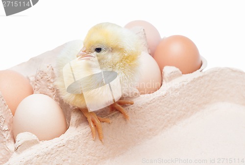 Image of Box with eggs and a little chicken